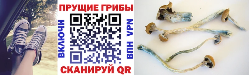 Псилоцибиновые грибы мицелий  купить наркотики сайты  Буинск 